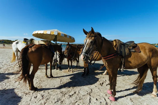 Άλογα για υπηρεσίες ενοικίασης στην άμμο παραλία στη Βραζιλία — Φωτογραφία Αρχείου