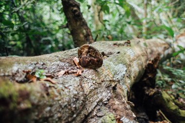 Ormanda düşen ağaç gövdesi üzerinde mantar.