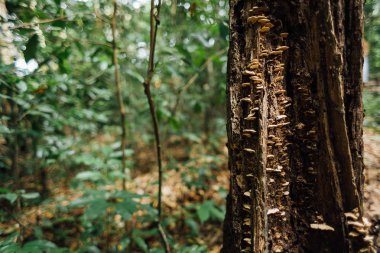 Ormandaki ağaç gövdesi üzerinde mantar.