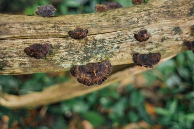 Ormanda düşen ağaç gövdesi üzerinde mantar.