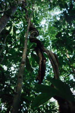 Brezilya yağmur ormanları içinde büyük bükülmüş asma