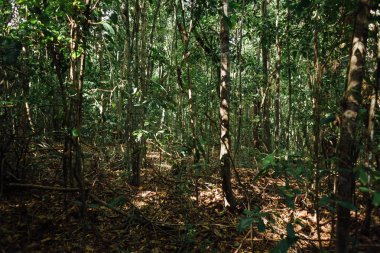 Arka plan Brezilya'da derin tropikal orman