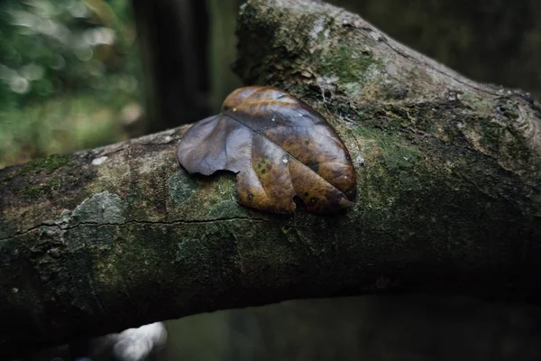 Hoja muerta caída en tronco en bosque tropical — Foto de Stock