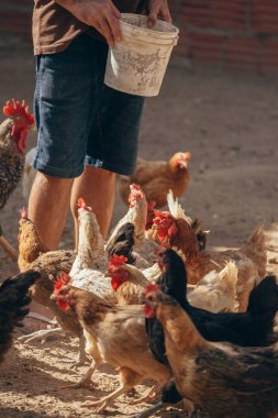 Çiftçi bir tavuk ev Brezilya'da bir çiftlikte yem getiriyor