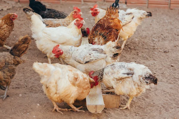 Τρώνε κοτόπουλα στην εγχώρια περιοχή — Φωτογραφία Αρχείου