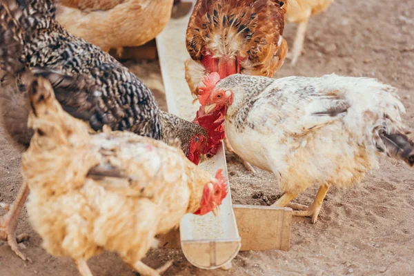 Yerli mesafeden tavuk yemek — Stok fotoğraf