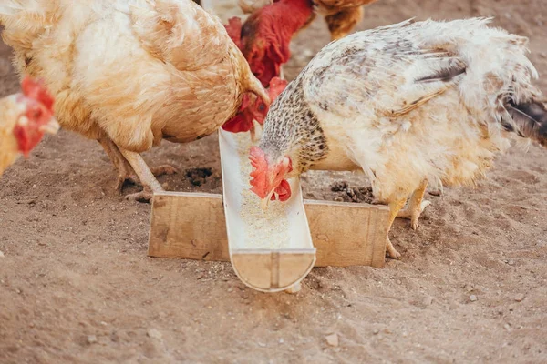 Makan ayam pada kisaran domestik — Stok Foto