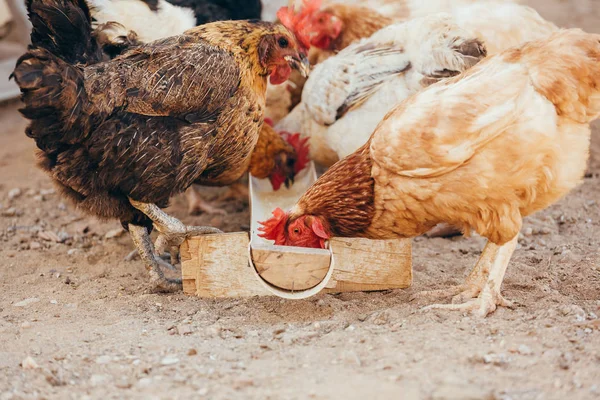 Yerli mesafeden tavuk yemek — Stok fotoğraf