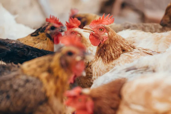 Τρώνε κοτόπουλα στην εγχώρια περιοχή — Φωτογραφία Αρχείου