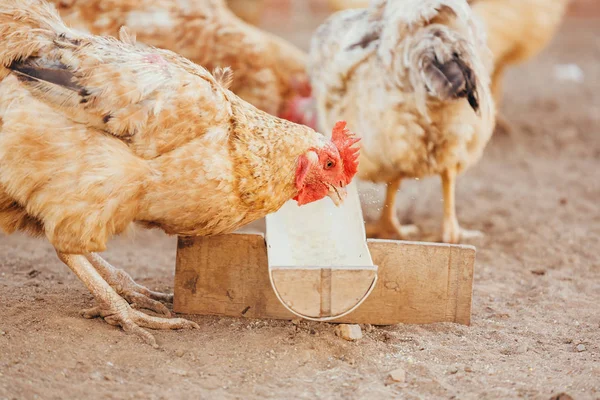 Yerli mesafeden tavuk yemek — Stok fotoğraf