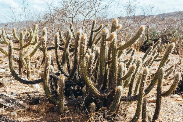 Pilosocereus polygonus conocido como "xique xique" es un cactus común en el bioma de Caatinga en Brasil. — Foto de Stock