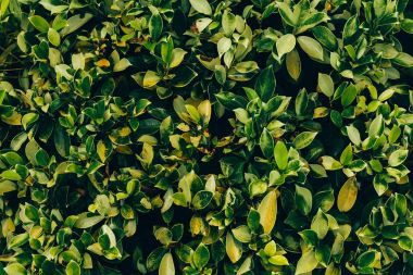 Tropikal doku arka plan, koyu yeşil yaprakları yaprakları