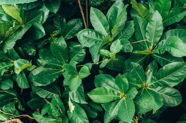 Tropikal doku arka plan, koyu yeşil yaprakları yaprakları