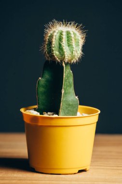 kaktüs vazo dekor ahşap tablo