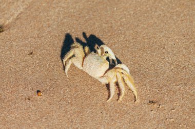 Brezilya 'nın tropik sahillerinde kumsalda yengeç