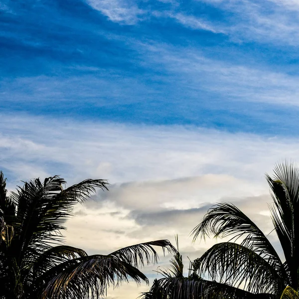 Sylwetka Palm Tle Pięknego Zachodu Słońca — Zdjęcie stockowe