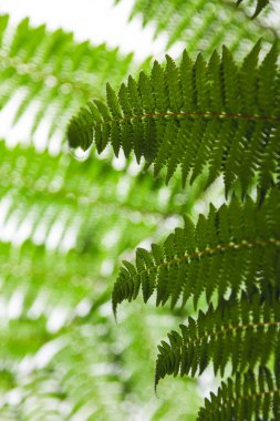 close-up shot of beautiful fern leaves on light natural background clipart