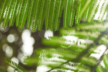 close-up shot of green fern leaves for background clipart