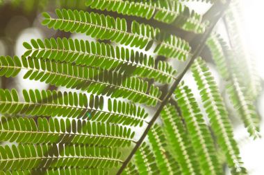 close-up shot of beautiful fern leaves in front of sun flare clipart