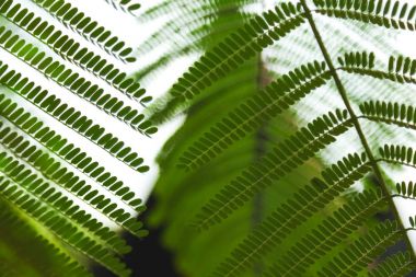 close-up shot of beautiful fern leaves on blurred natural background clipart