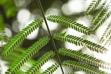 close-up shot of beautiful fern leaves on blurred background clipart