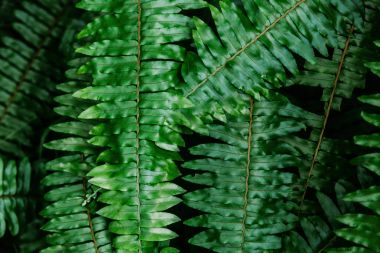 close-up shot of fern leaves for background clipart