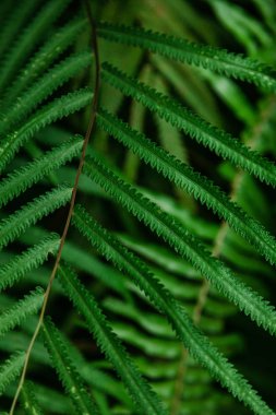 close-up shot of fern leaves on blurred natural background clipart