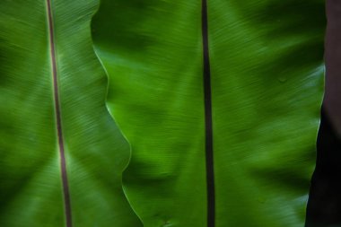 close-up shot of beautiful banana leaves as background clipart