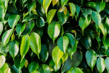 arka plan olarak güzel ficus yakın çekim çekim yaprakları