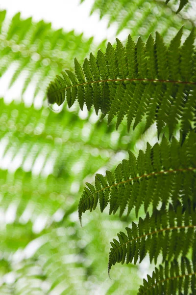 Close Shot Beautiful Fern Leaves Light Natural Background — Stock Photo, Image