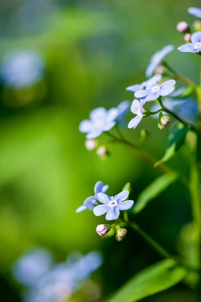Närbild Vackra Små Lila Blommor Naturlig Bakgrund — Stockfoto