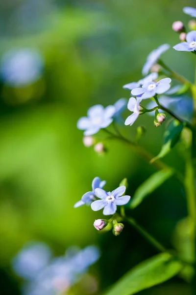 close-up shot of beautiful little purple flowers on natural background