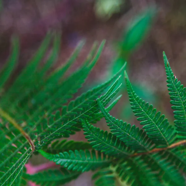 Close Shot Van Verse Fern Vertrekt Naar Achtergrond — Stockfoto