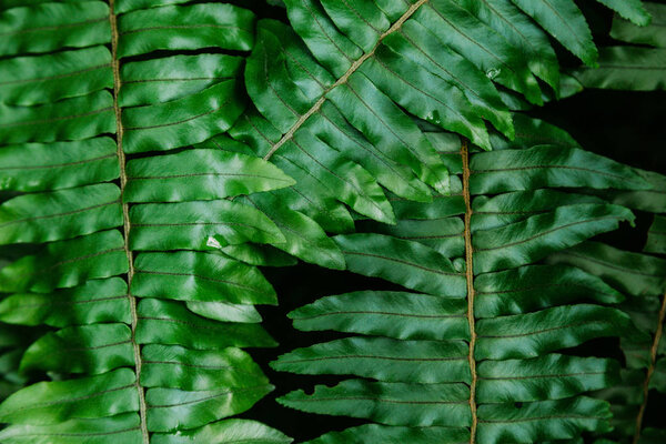 close-up shot of beautiful fern leaves for background