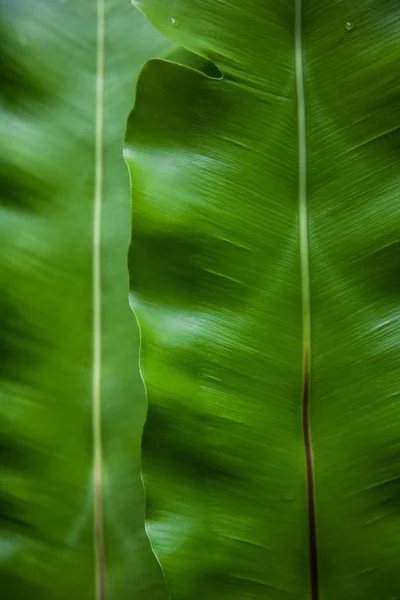 close-up shot of green banana leaves as background