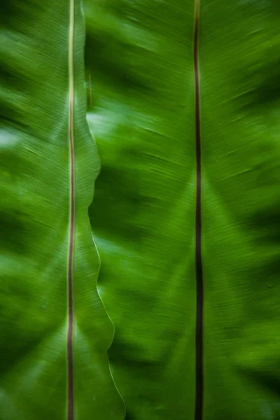 close-up shot of banana leaves as background