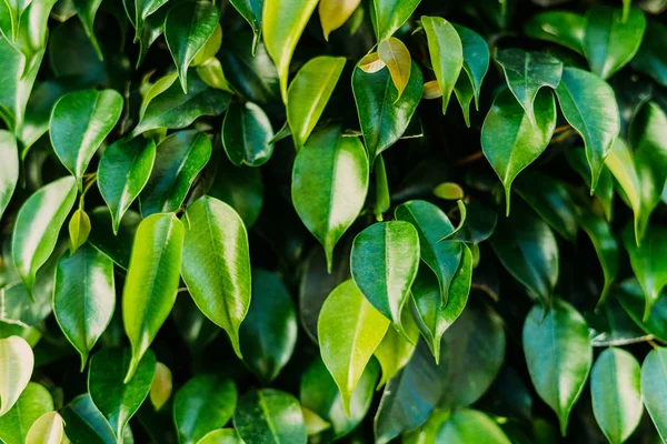 Primer Plano Hermosas Hojas Ficus Como Fondo — Foto de Stock