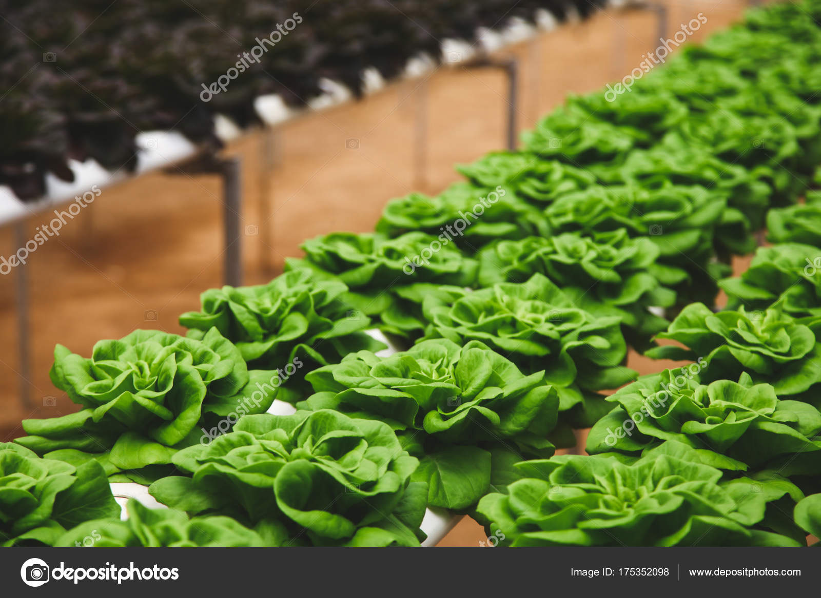 Butterhead — Stock Photo © ViktoriiaDyachenko 175352098