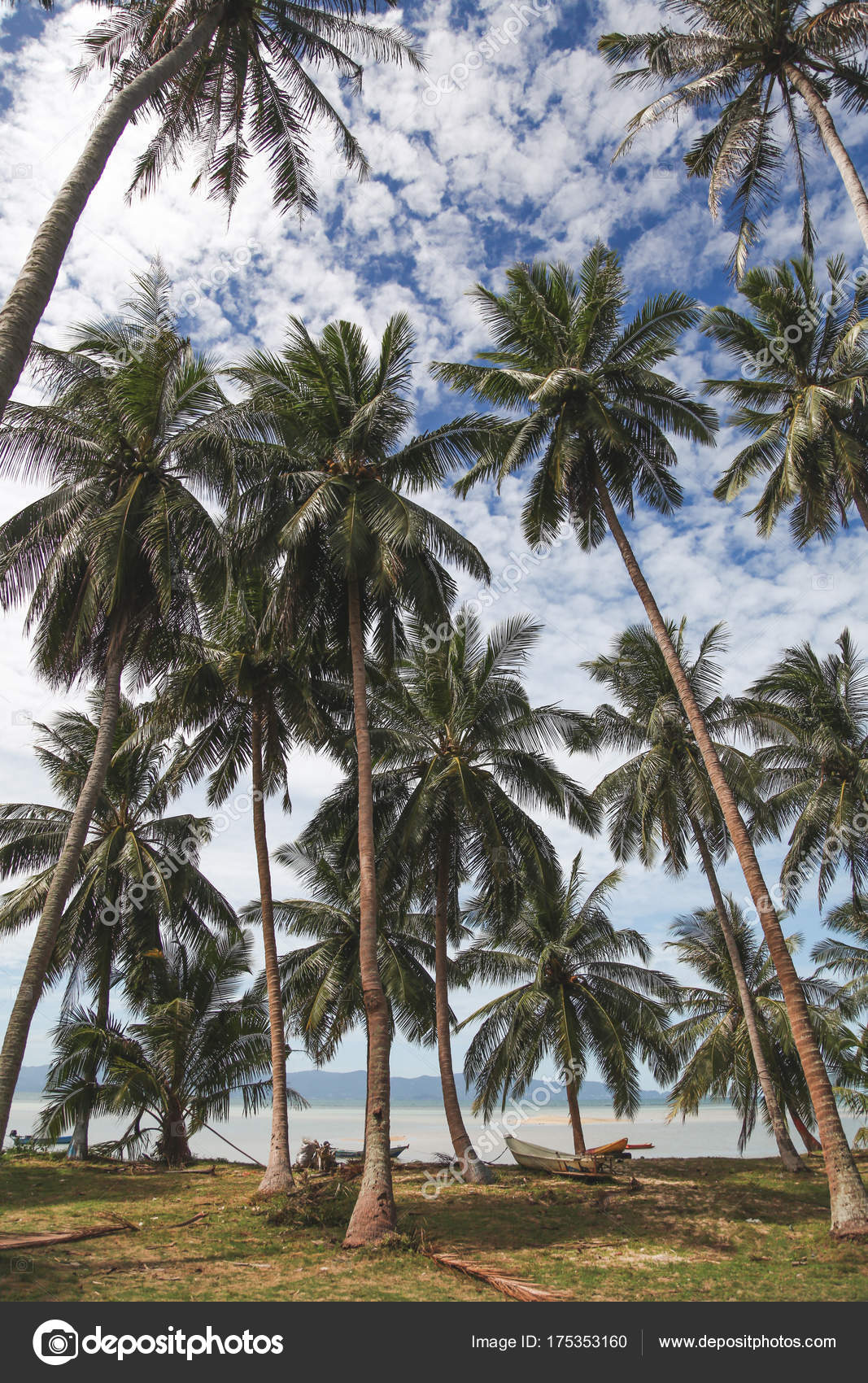 Beautiful Palm Trees Tropical Seashore Sunny Day — Stock Photo