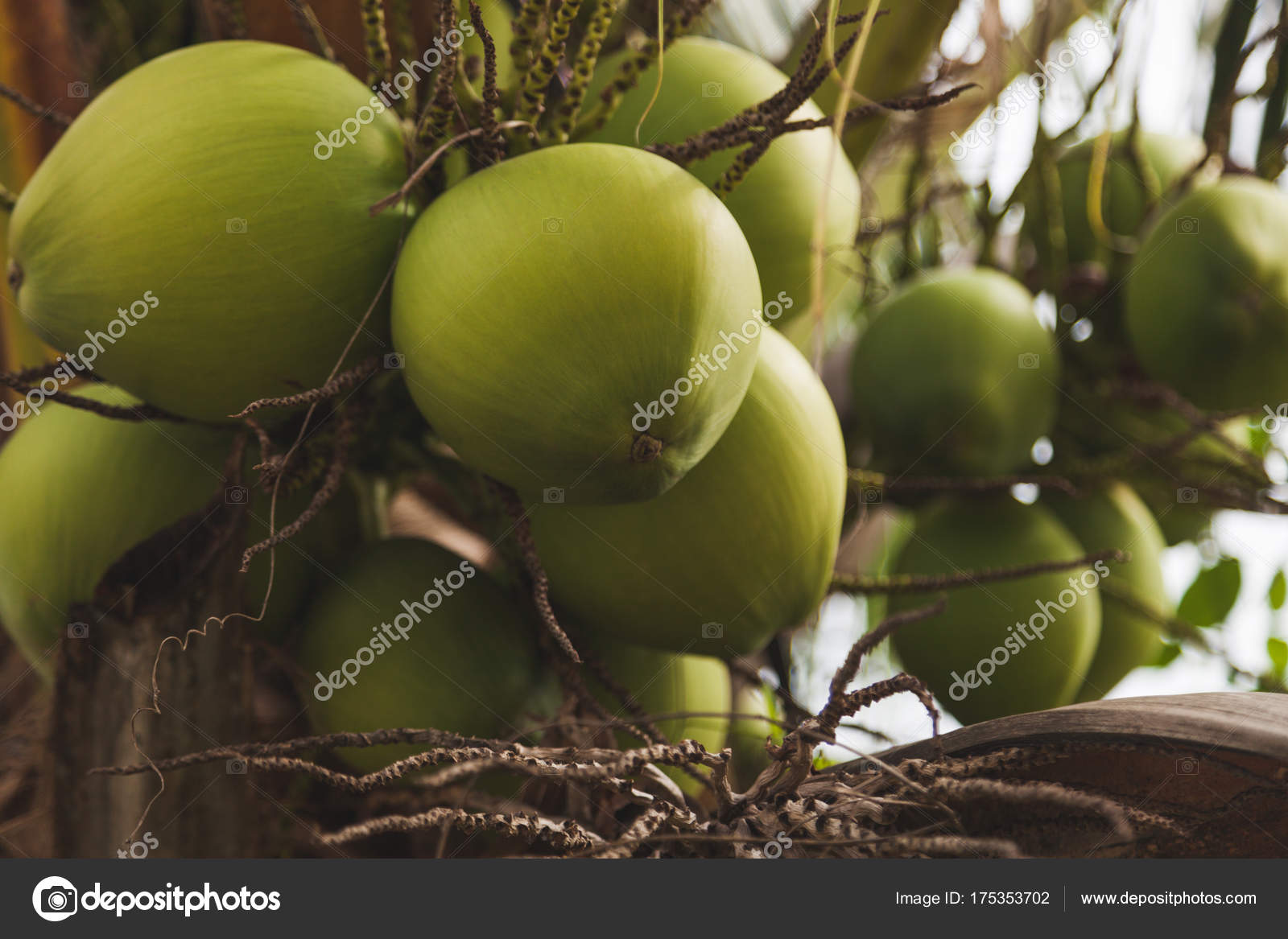 Branches Fresh Coconuts Growing Palm Trees — Stock Photo
