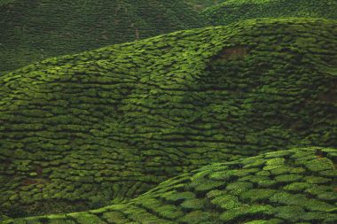 aerial view of green tea plantation for background clipart