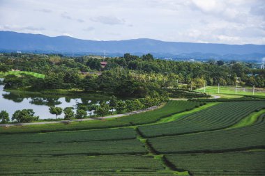 Tayland yeşil çay plantasyonunda güneşli hava görünümünü