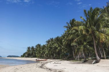 güneşli palmiye ağaçları ile güzel tropikal plaj