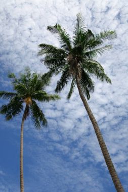 bottom view of palm trees in front of cloudy sky clipart