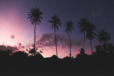 silhouettes of palm trees with dark purple sky on background