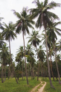 ve palmiye ağaçlarının kırsal yol ile tropikal orman
