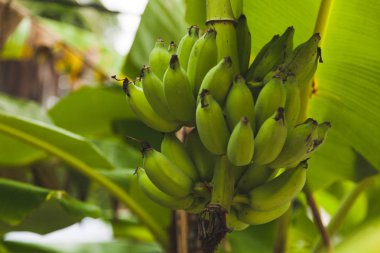 branch of fresh bananas growing on tree clipart