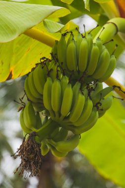 bottom view of branch of fresh green bananas growing on tree clipart