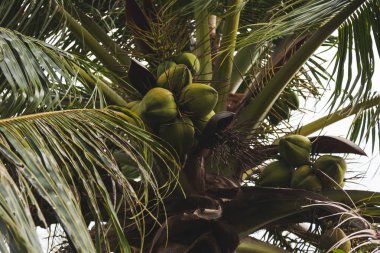bottom view of branch of fresh green coconuts growing on palm tree clipart