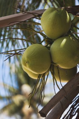 branch of fresh coconuts growing on palm tree clipart
